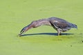 Green Heron Hunting Royalty Free Stock Photo