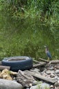 Green heron hunting from a trash filled stream