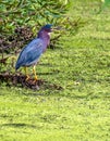 Green Heron Hunting