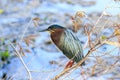 Green Heron Royalty Free Stock Photo