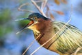 Green Heron