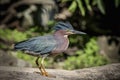 Green Heron on La Chute River Royalty Free Stock Photo