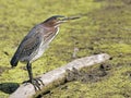 Green Heron on log Royalty Free Stock Photo