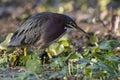 Green Heron looking for fish in a marsh in Florida Royalty Free Stock Photo