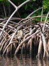 Green heron in the mangrove at Petit Canal in Guadeloupe Royalty Free Stock Photo