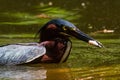 Green Heron and Minnow Royalty Free Stock Photo