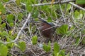 Green Heron in the Nest with Egg, J.N. Ding Darling National