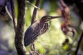 Green Heron Perched on Branch Royalty Free Stock Photo