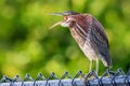 Green Heron perched on fence with beak open Royalty Free Stock Photo