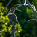 Young Heron perched on a Tree 
