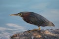 Green Heron waiting for lunch to swim by