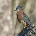 Green Heron Perched on a Tree Stump - Florida