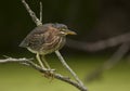 Green Heron