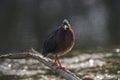 Green Heron Perching over Water Royalty Free Stock Photo