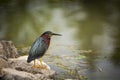 Green Heron