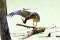 Green Heron Preening in a Marsh Royalty Free Stock Photo