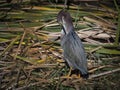 Green Heron Preening in the Swamp Royalty Free Stock Photo