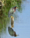 Green Heron Reflected in Blue Water Royalty Free Stock Photo