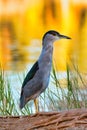 Green Heron resting at a lake at sunset on Maui. Royalty Free Stock Photo