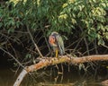 Green Heron preening on a downed branch Royalty Free Stock Photo