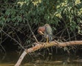 Green Heron preening on a downed branch Royalty Free Stock Photo