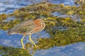 Green heron seeks food in water Royalty Free Stock Photo