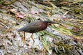 Green Heron Silver River Silver Springs Florida Royalty Free Stock Photo