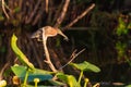 Green Heron sitting on a tree branch with prey at sunset.Anhinga trail.Everglades National Park.Florida.USA