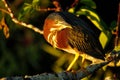 Green heron sitting on a tree Royalty Free Stock Photo
