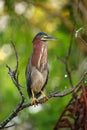 Green heron sitting on a tree Royalty Free Stock Photo