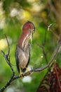 Green heron sitting on a tree Royalty Free Stock Photo