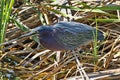 Green heron stalks through reeds on South Padre Island