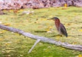 Green heron standing on a branch near algae-covered water Royalty Free Stock Photo