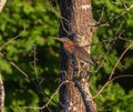 Green heron standing on a tree branch