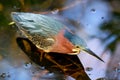 Green heron standing in water Royalty Free Stock Photo