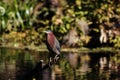 Green heron stands on branch in swamp, Florida