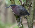 Green Heron Stock photo. Green Heron perched on a branch displaying green bleu feathers plumage with a blur background in its Royalty Free Stock Photo