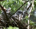 Green Heron stock photos. Image. Picture. Portrait. Baby birds. Nest in the tree. Close-up profile view. Background and foreground Royalty Free Stock Photo