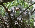 Green Heron stock photos. Image. Picture. Portrait. Baby birds. Nest in the tree. Close-up profile view. Background and foreground Royalty Free Stock Photo