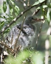 Green Heron stock photos. Image. Picture. Portrait. Baby birds. Nest in the tree. Close-up profile view. Background and foreground Royalty Free Stock Photo