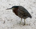 Green Heron stock photos. Green Heron standing on sand displaying green bleu feathers plumage, with a blur background in its Royalty Free Stock Photo