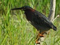 Green Heron on swamp branch during NYS summer