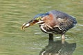 Green Heron With Tadpole Royalty Free Stock Photo