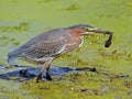 Green Heron With Tadpole Royalty Free Stock Photo