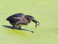 Green Heron With Tadpole Royalty Free Stock Photo