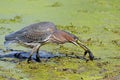 Green Heron With Tadpole Royalty Free Stock Photo