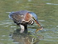 Green Heron With Tadpole Royalty Free Stock Photo