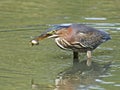 Green Heron With Tadpole Royalty Free Stock Photo