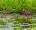 Green heron wades in shallow water near green grass Royalty Free Stock Photo