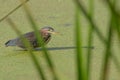 Green heron in water covered with green seeds behind tall green grasses / reeds - the Minnesota River floodplain in the Minnesota Royalty Free Stock Photo